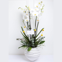 بساتين الفاكهة الجميلة